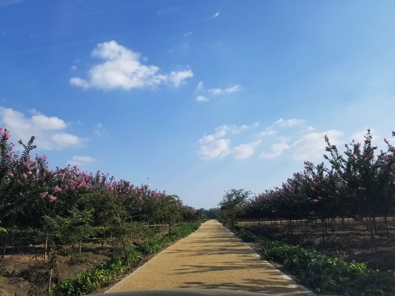 紫薇