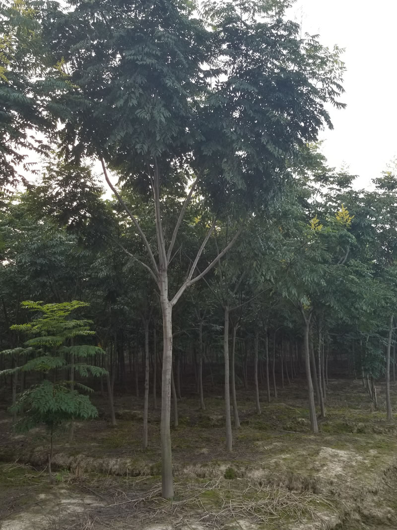 栾树
