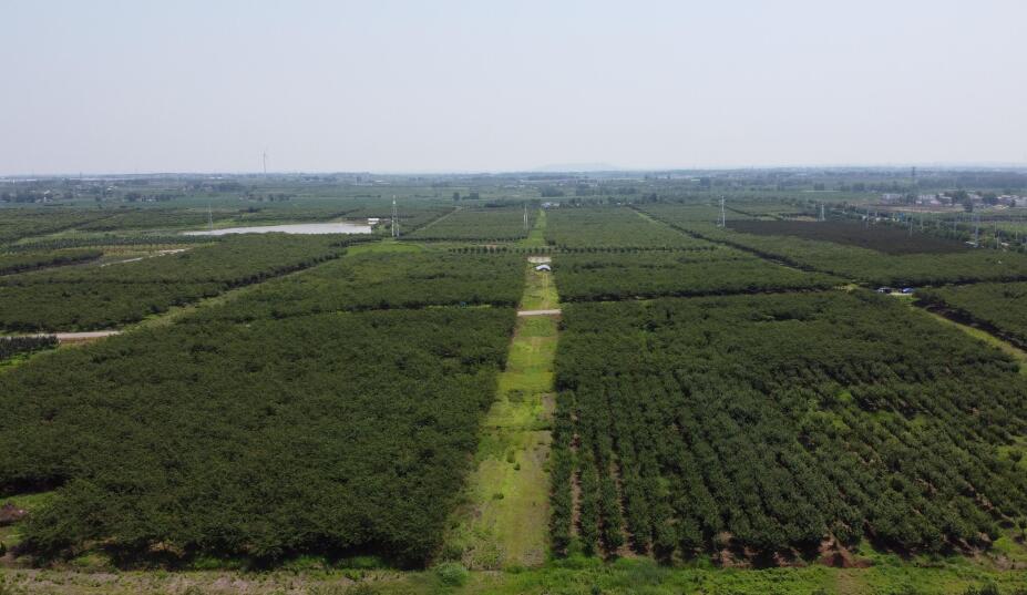 榉树-定远青春基地